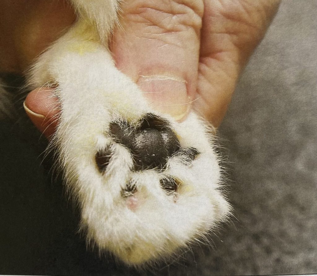 declawed kitten paw