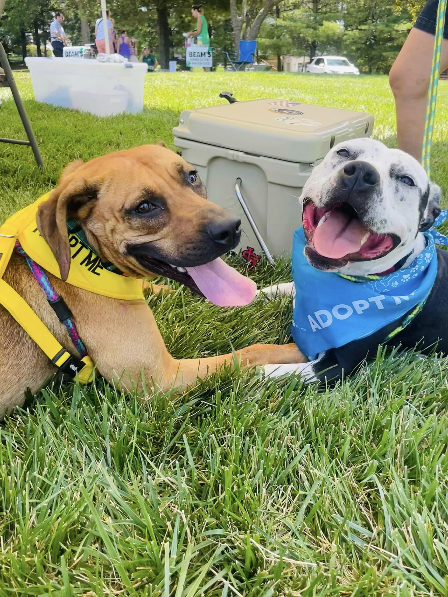 Bark At The Bank Effingham Humane Society